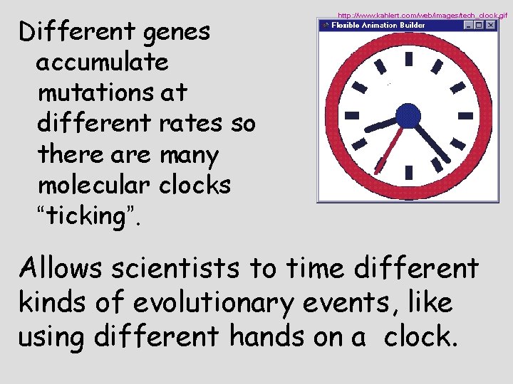 Different genes accumulate mutations at different rates so there are many molecular clocks “ticking”.