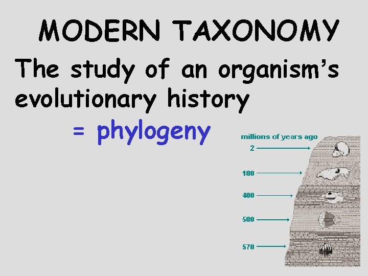 MODERN TAXONOMY The study of an organism’s evolutionary history = phylogeny 