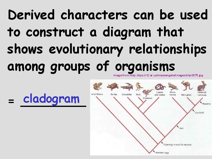 Derived characters can be used to construct a diagram that shows evolutionary relationships among