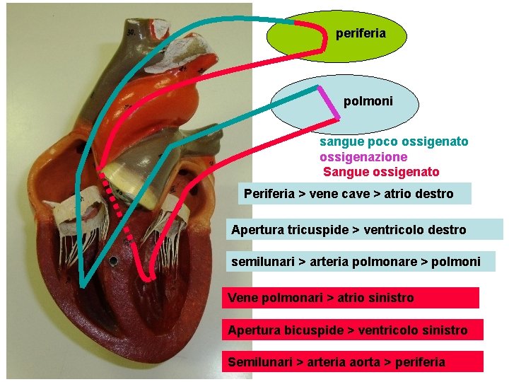 periferia polmoni sangue poco ossigenato ossigenazione Sangue ossigenato Periferia > vene cave > atrio