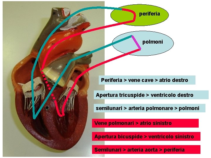 periferia polmoni Periferia > vene cave > atrio destro Apertura tricuspide > ventricolo destro