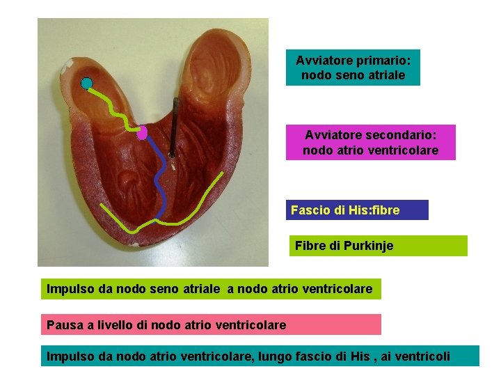 Avviatore primario: nodo seno atriale Avviatore secondario: nodo atrio ventricolare Fascio di His: fibre