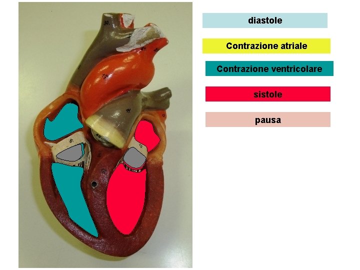 diastole Contrazione atriale Contrazione ventricolare sistole pausa 