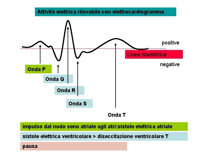 Attività elettrica rilevabile con elettrocardiogramma positive Linea isoelettrica negative Onda P Onda Q Onda