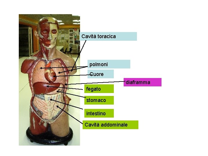 Cavità toracica polmoni Cuore diaframma fegato stomaco intestino Cavità addominale 