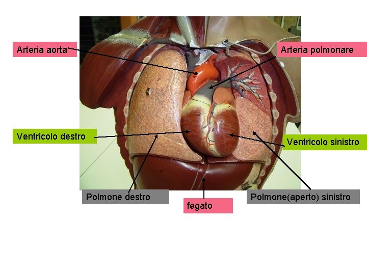 Arteria aorta Arteria polmonare Ventricolo destro Ventricolo sinistro Polmone destro fegato Polmone(aperto) sinistro 