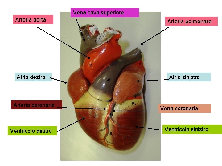 Vena cava superiore Arteria aorta Atrio destro Arteria coronaria Ventricolo destro Arteria polmonare Atrio