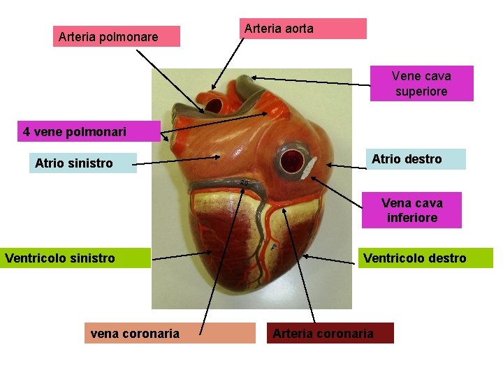 Arteria polmonare Arteria aorta Vene cava superiore 4 vene polmonari Atrio sinistro Atrio destro