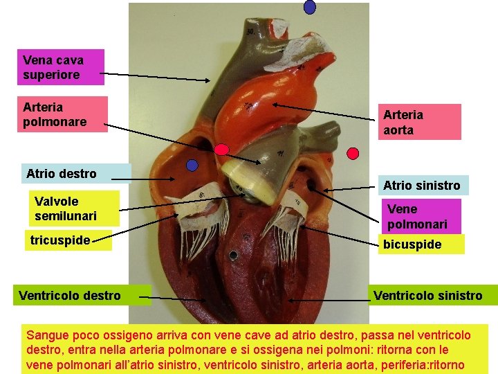 Vena cava superiore Arteria polmonare Atrio destro Valvole semilunari tricuspide Ventricolo destro Arteria aorta