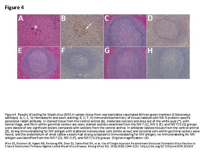 Figure 4. Results of testing for Nipah virus (Ni. V) in spleen tissue from