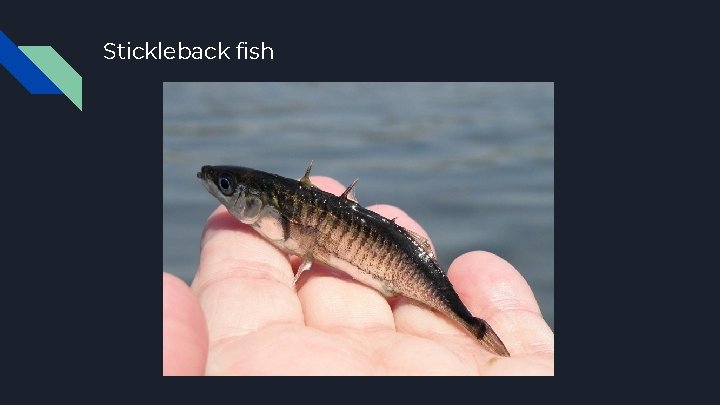 Stickleback fish 