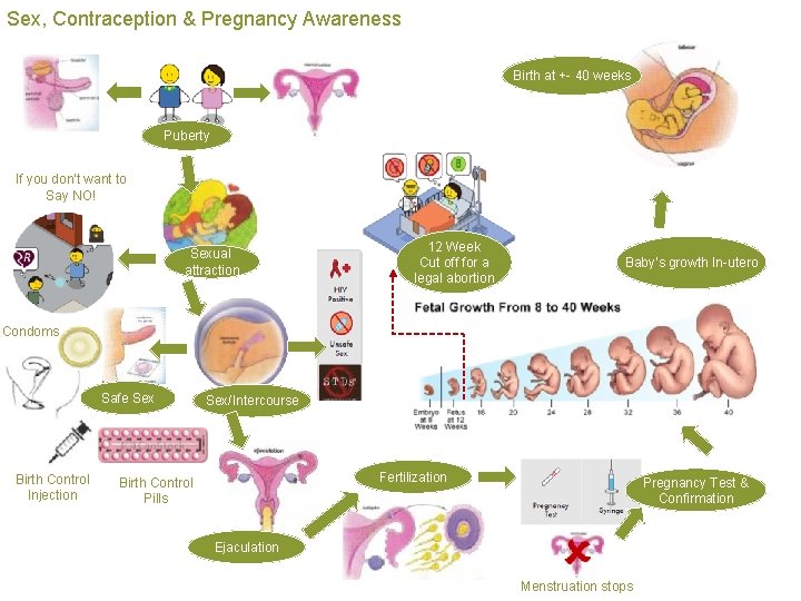 Sex, Contraception & Pregnancy Awareness Birth at +- 40 weeks Puberty If you don’t