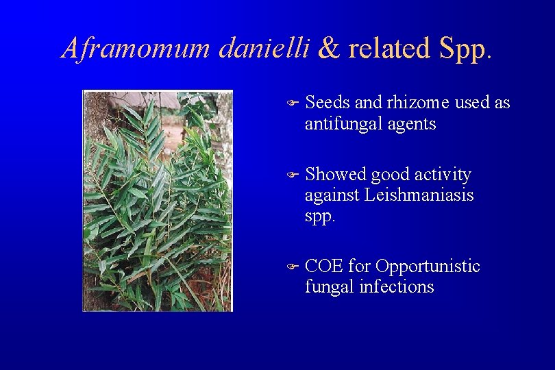 Aframomum danielli & related Spp. F Seeds and rhizome used as antifungal agents F