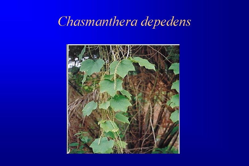 Chasmanthera depedens 