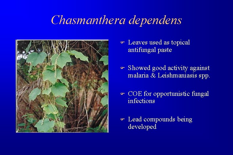 Chasmanthera dependens F Leaves used as topical antifungal paste F Showed good activity against