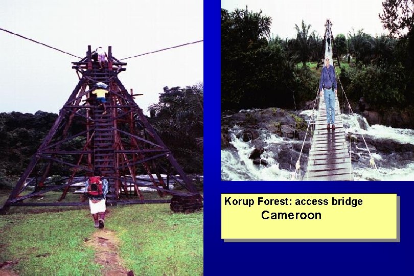 Korup Forest: access bridge Cameroon 