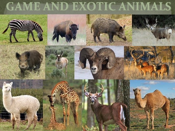 GAME AND EXOTIC ANIMALS 