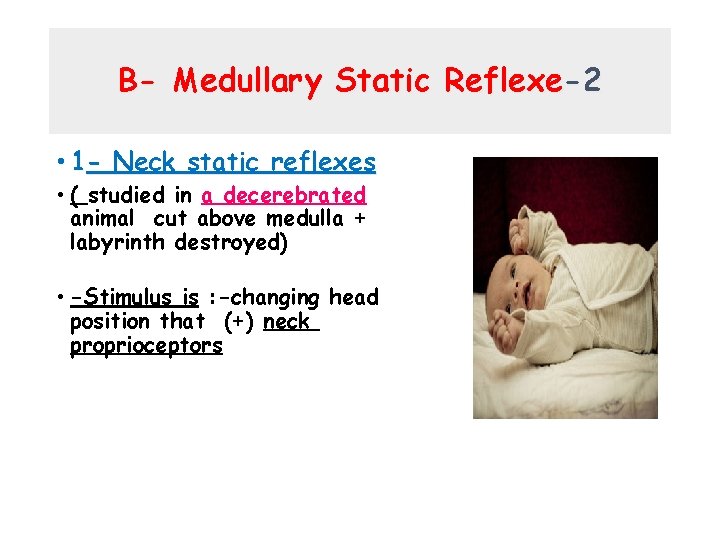 B- Medullary Static Reflexe-2 • 1 - Neck static reflexes • ( studied in