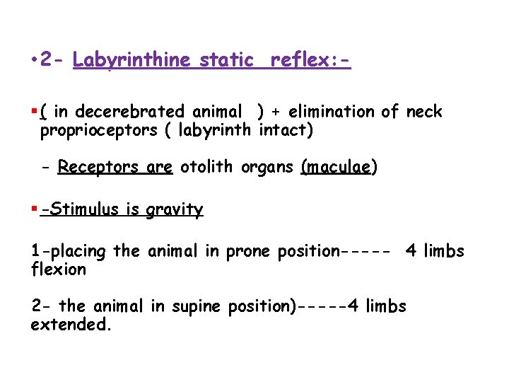  • 2 - Labyrinthine static reflex: § ( in decerebrated animal ) +