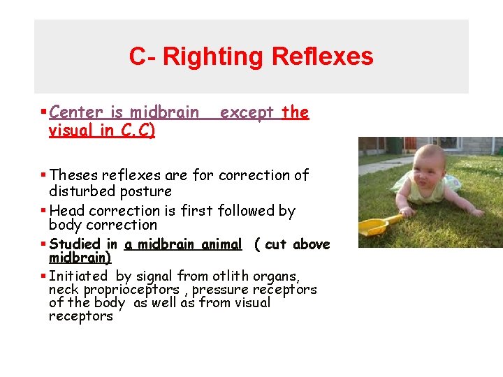 C- Righting Reflexes § Center is midbrain visual in C. C) except the §