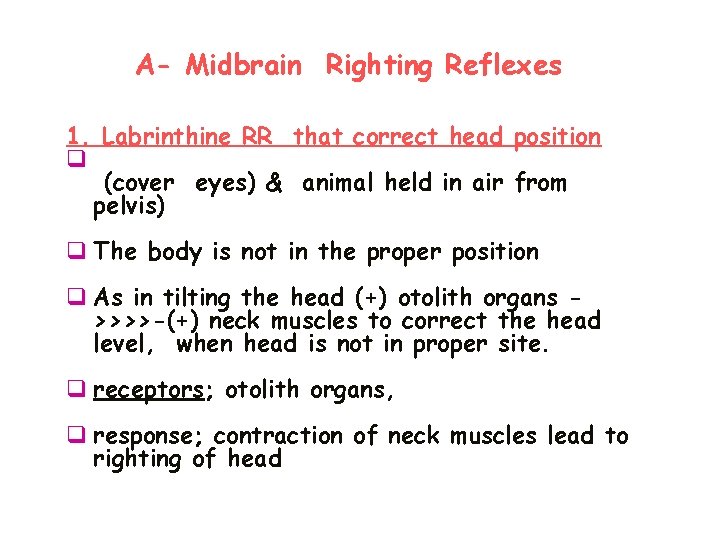 A- Midbrain Righting Reflexes 1. Labrinthine RR that correct head position q (cover eyes)