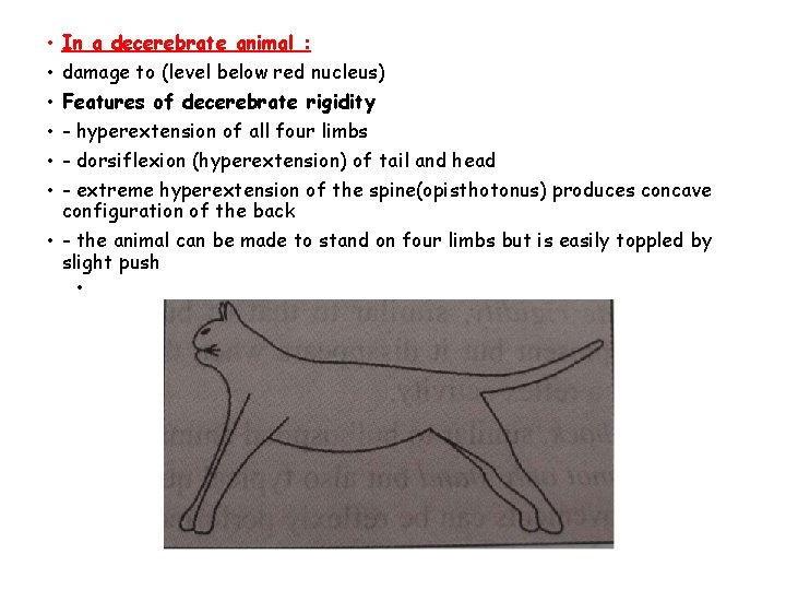 In a decerebrate animal : damage to (level below red nucleus) Features of decerebrate