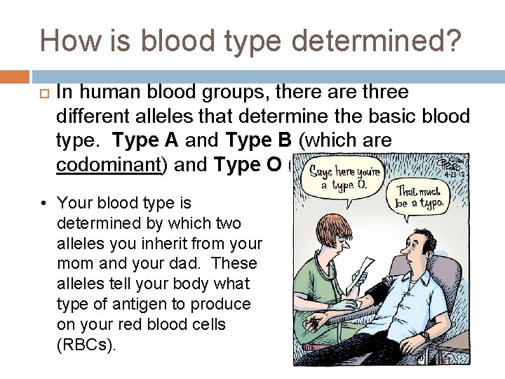 How is blood type determined? In human blood groups, there are three different alleles