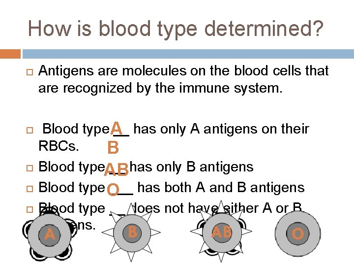 How is blood type determined? Antigens are molecules on the blood cells that are