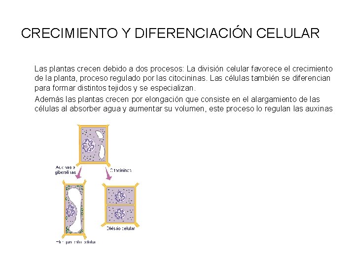 CRECIMIENTO Y DIFERENCIACIÓN CELULAR Las plantas crecen debido a dos procesos: La división celular