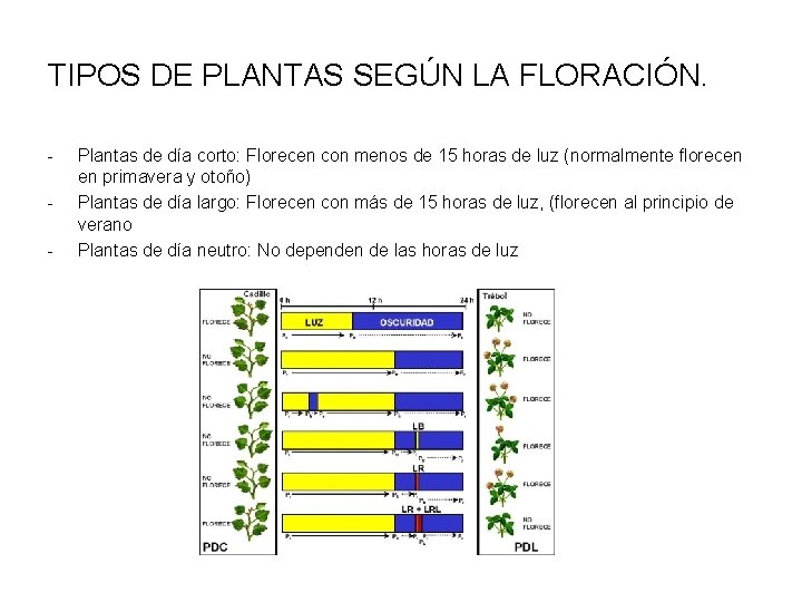 TIPOS DE PLANTAS SEGÚN LA FLORACIÓN. - Plantas de día corto: Florecen con menos