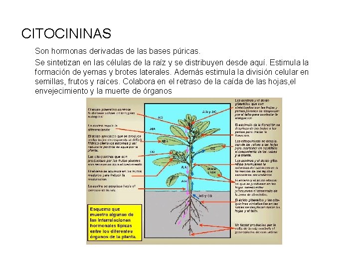 CITOCININAS Son hormonas derivadas de las bases púricas. Se sintetizan en las células de