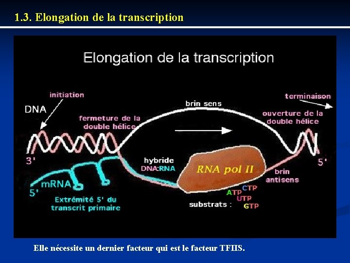 1. 3. Elongation de la transcription Elle nécessite un dernier facteur qui est le