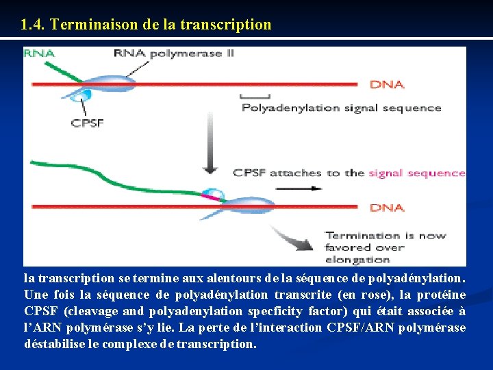 1. 4. Terminaison de la transcription se termine aux alentours de la séquence de