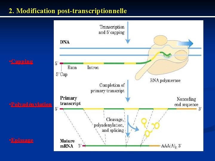 2. Modification post-transcriptionnelle • Capping • Polyadénylation • Epissage 