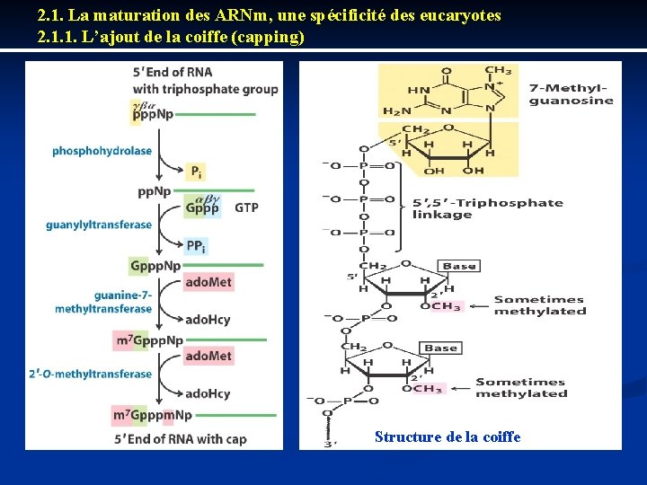 2. 1. La maturation des ARNm, une spécificité des eucaryotes 2. 1. 1. L’ajout