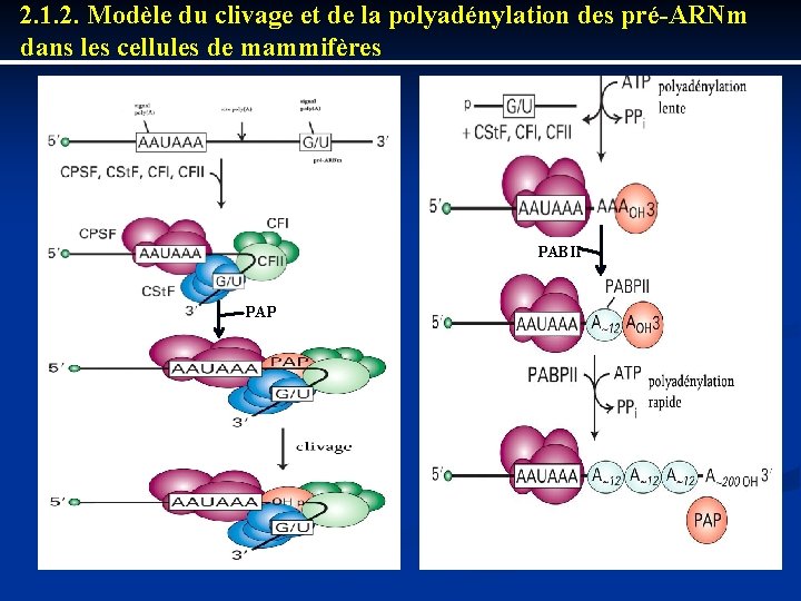 2. 1. 2. Modèle du clivage et de la polyadénylation des pré-ARNm dans les