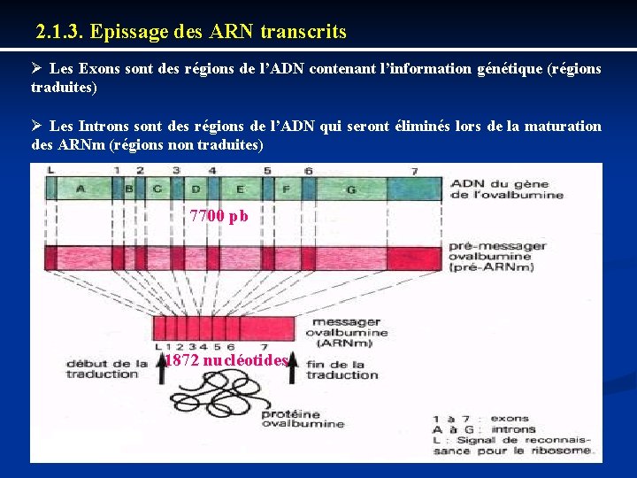 2. 1. 3. Epissage des ARN transcrits Ø Les Exons sont des régions de
