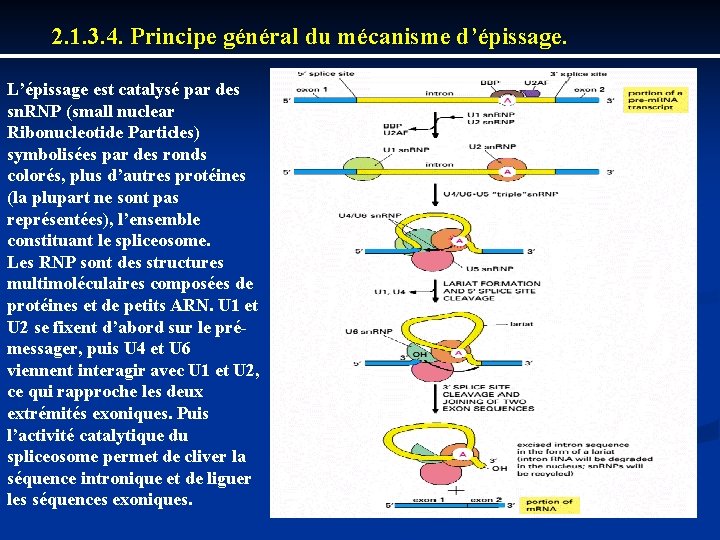 2. 1. 3. 4. Principe général du mécanisme d’épissage. L’épissage est catalysé par des