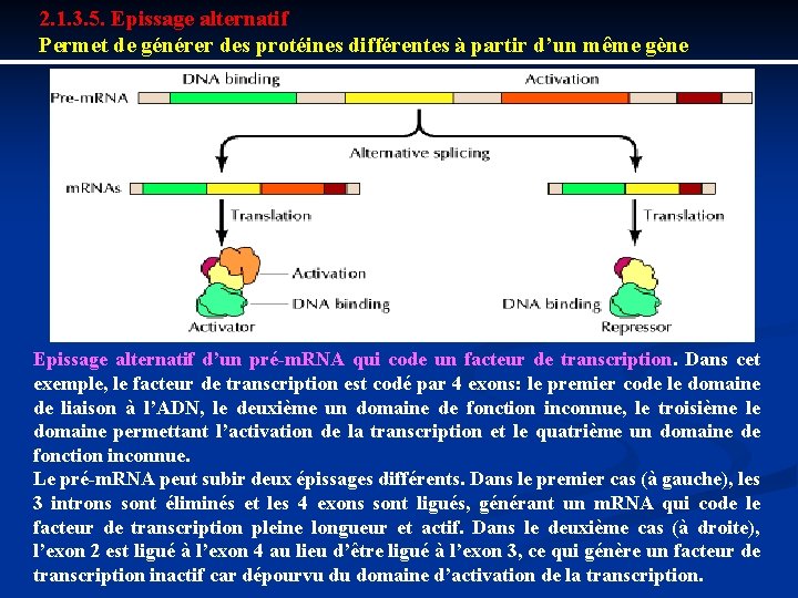 2. 1. 3. 5. Epissage alternatif Permet de générer des protéines différentes à partir