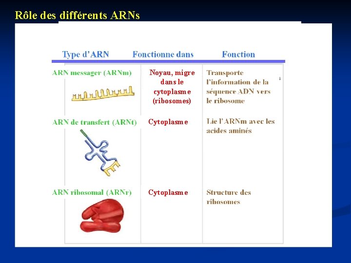 Rôle des différents ARNs Noyau, migre dans le cytoplasme (ribosomes) Cytoplasme 