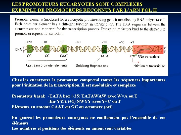 LES PROMOTEURS EUCARYOTES SONT COMPLEXES EXEMPLE DE PROMOTEURS RECONNUS PAR L’ARN POL II Chez