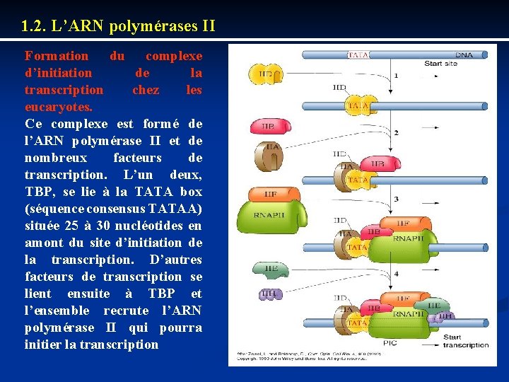 1. 2. L’ARN polymérases II Formation du complexe d’initiation de la transcription chez les