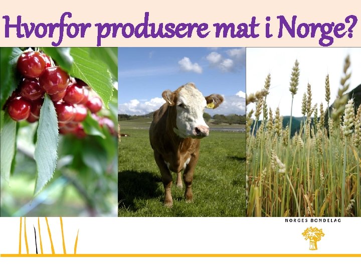 Hvorfor produsere mat i Norge? 