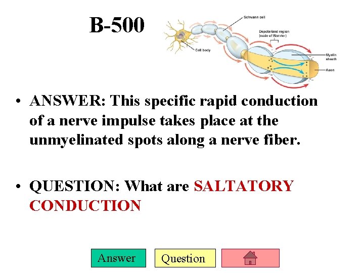B-500 • ANSWER: This specific rapid conduction of a nerve impulse takes place at