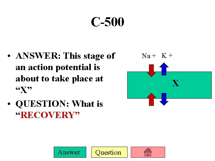 C-500 • ANSWER: This stage of an action potential is about to take place