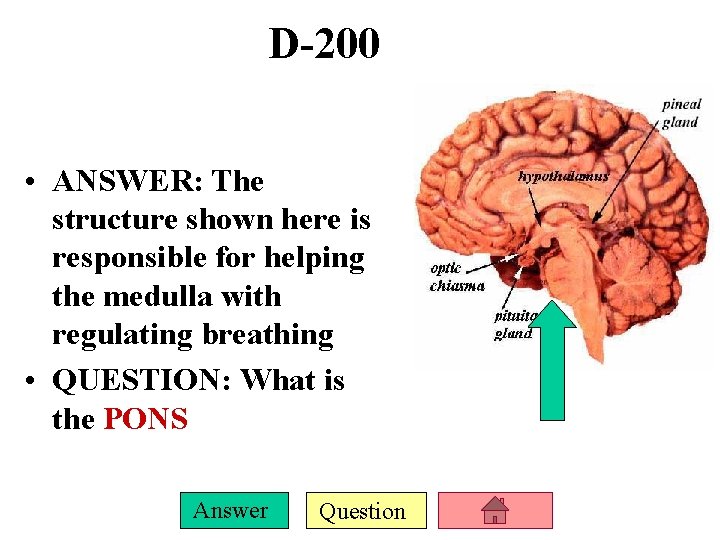 D-200 • ANSWER: The structure shown here is responsible for helping the medulla with