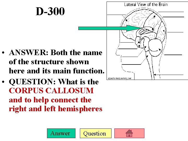D-300 • ANSWER: Both the name of the structure shown here and its main