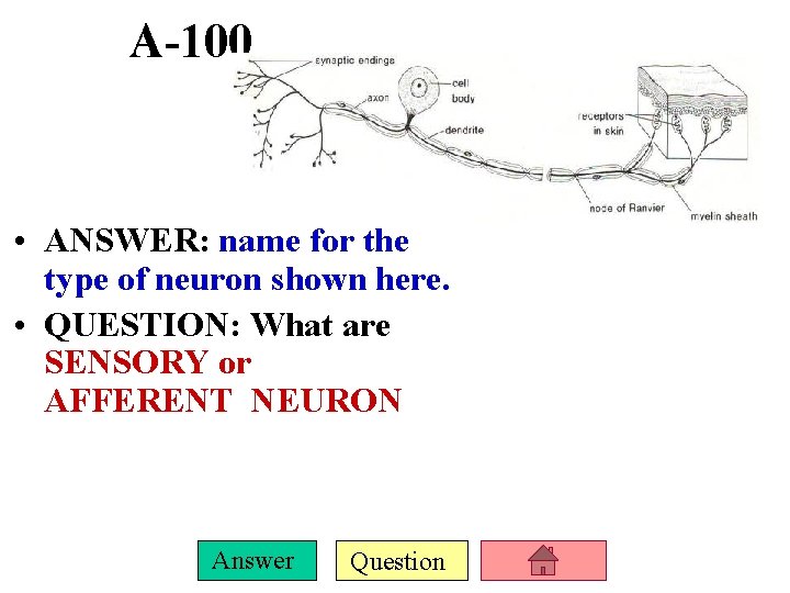 A-100 • ANSWER: name for the type of neuron shown here. • QUESTION: What