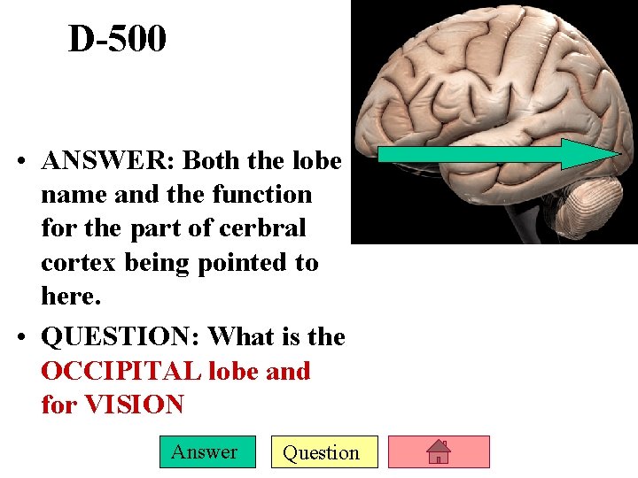 D-500 • ANSWER: Both the lobe name and the function for the part of