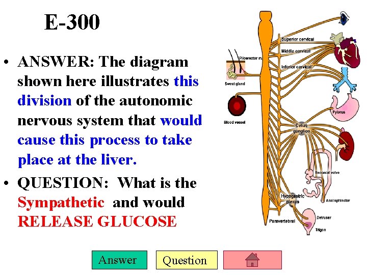E-300 • ANSWER: The diagram shown here illustrates this division of the autonomic nervous